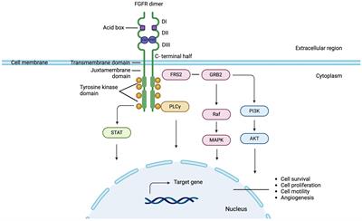 Fibroblast growth factor receptor signaling in estrogen receptor-positive breast cancer: mechanisms and role in endocrine resistance